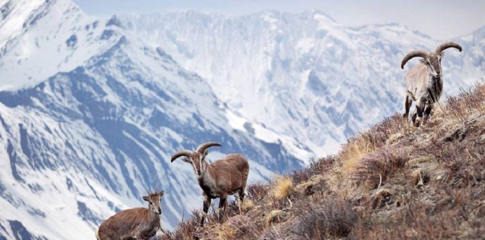 Lower Dolpo Trek